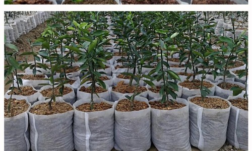 逍遥丸的用量一次吃几粒-逍遥丸吃法用量网-分享逍遥丸用法用量，逍遥丸的用量一次吃几粒知识库